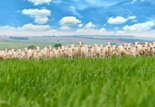 Produtores de gado comemoram aumento da produção em 2022