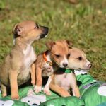 Botucatu: Departamento de Proteção Animal orienta sobre os cuidados com cães e gatos nos dias de calor intenso