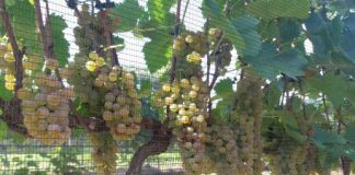 Uva híbrida produz vinho em qualquer estação Uva híbrida produz vinho em qualquer estação