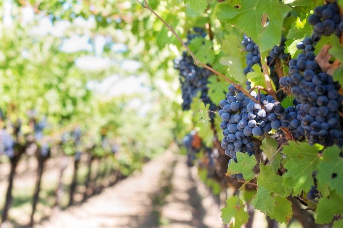 Encontro discute efeitos do clima no cultivo de uvas