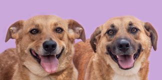 Hyppet auxilia pets que vivem em abrigos a acharem um lar Hyppet auxilia pets que vivem em abrigos a acharem um lar