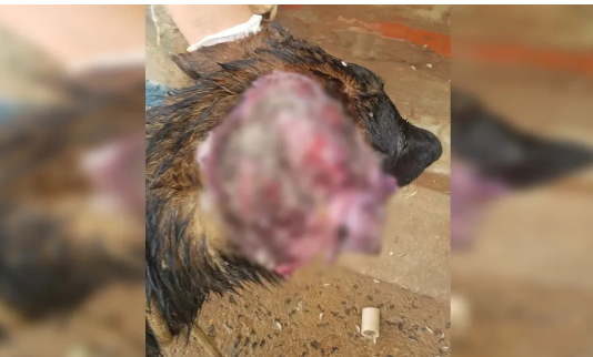 Mulher é presa após cachorro ser resgatado com ferida aberta e necrosada na orelha em Itatinga
