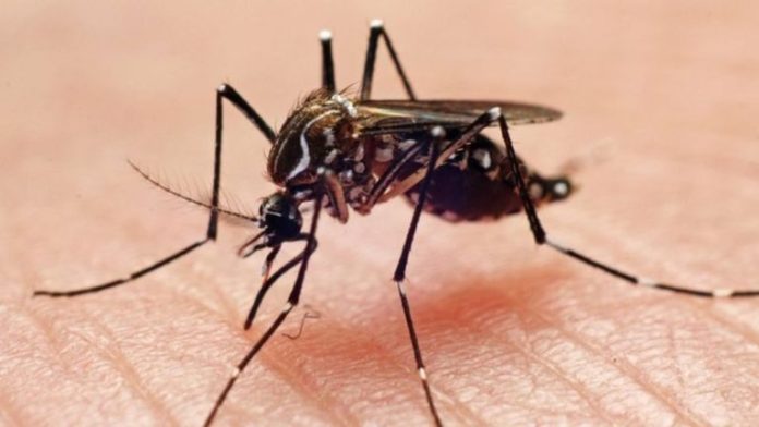 mosquito-aedes-egypti-dengue-301123