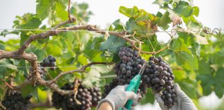 Vinícolas argentinas têm pior colheita em 30 anos