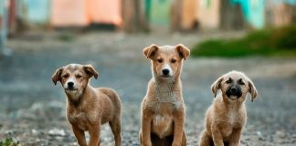 Elanco lança aplicativo para incentivar a adoção de cães