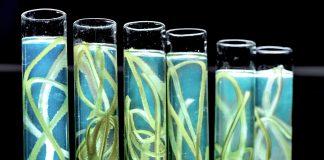 Descarbonização do transporte requer diferentes tecnologias Descarbonização do transporte requer diferentes tecnologias