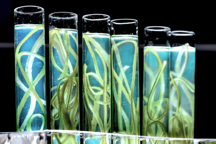 Descarbonização do transporte requer diferentes tecnologias Descarbonização do transporte requer diferentes tecnologias