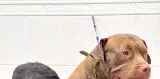 Do G au GG inaugura dog shop em Sorocaba Do G au GG inaugura dog shop em Sorocaba