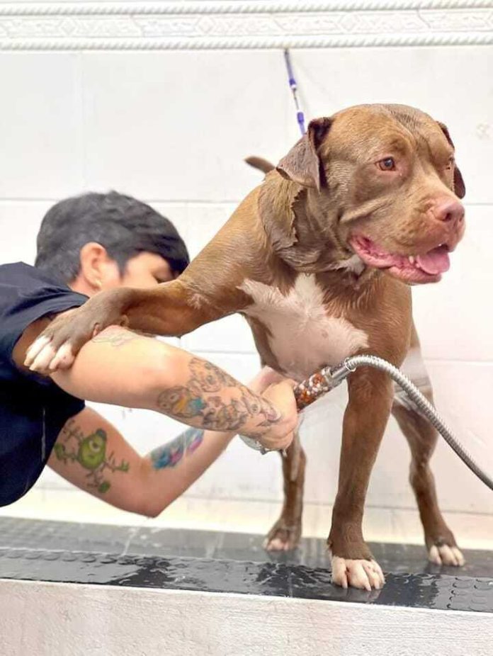 Do G au GG inaugura dog shop em Sorocaba Do G au GG inaugura dog shop em Sorocaba