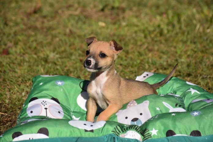 cachorro-filhote-adocao-06123