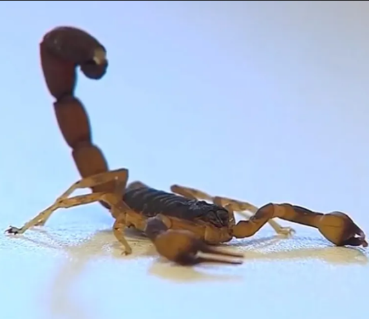 Criança de dois anos é internada em estado grave no HC de Botucatu após ser picada por escorpião em Anhembi