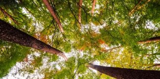 Cirion publica seu primeiro Relatório de Sustentabilidade (ESG)