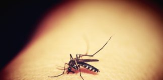 Aumenta preocupação com quadros graves de dengue no Brasil