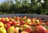  Interfel e a União Europeia estimulam consumo de maçãs