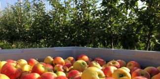 Interfel e a União Europeia estimulam consumo de maçãs Interfel e a União Europeia estimulam consumo de maçãs