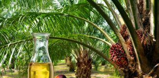 Fontes de energia renovável são realidade com potencial de expansão no Brasil