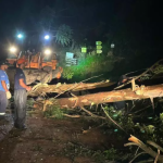 Botucatu: Tempestade de segunda-feira derrubou dezenas de eucaliptos e destelhou casas, aponta Defesa Civil