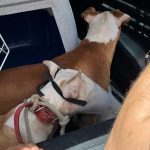Botucatu: Homem é preso em flagrante por maus-tratos a cinco cães