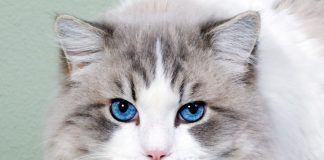 Dia Mundial do Gato fortalece o compromisso com o seu bem-estar