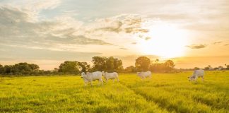 Real H CMR lança ferramentas de pecuária regenerativa