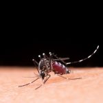 Epidemia de dengue se alastra no Rio de Janeiro