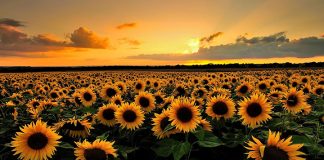 Valdene Mendes lança literatura infantil antirracista