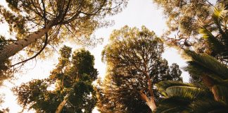 Florestas absorvem 30% das emissões de dióxido de carbono