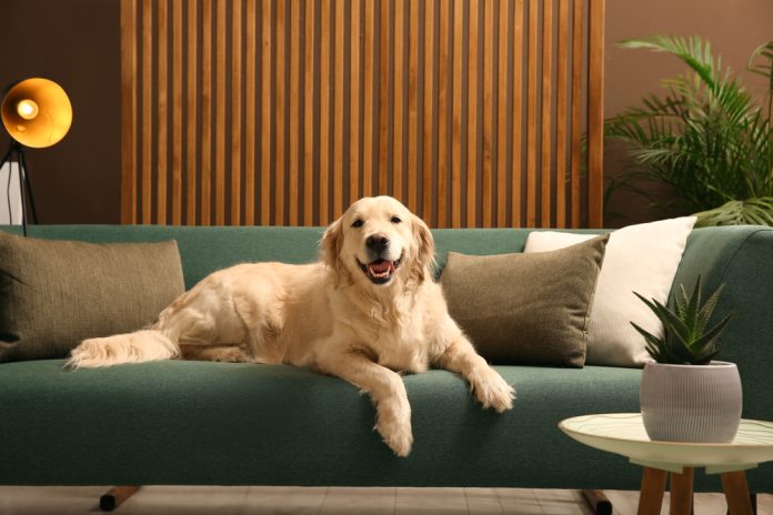 Plataforma online facilita a busca por imóveis pets Plataforma online facilita a busca por imóveis pets