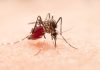 Surto de dengue atinge quase 2 milhões de brasileiros
