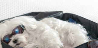 Seguro viagem para pets: nova solução conquista viajantes