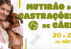 Botucatu: Prefeitura realizará mais um mutirão de castração gratuita para cães