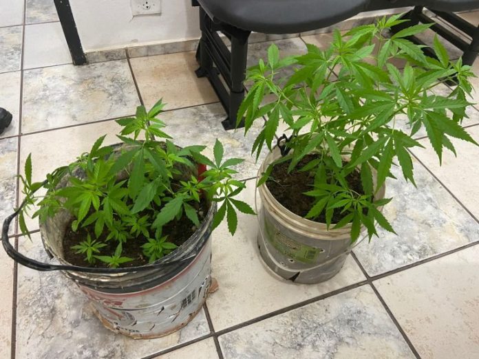 maconha-planta-botucatu-210424