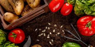 Superalimentos amazônicos retêm nutrientes da Terra Preta