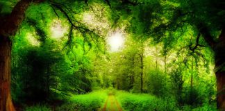 Dia da Mata Atlântica é celebrado no dia 27 de maio