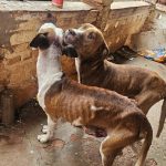 Botucatu: Polícia Civil e Departamento de Proteção Animal resgatam cães em situação de maus-tratos