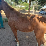 Operação Policial resgata animais vítimas de maus-tratos em Botucatu