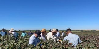 Amipa realiza Circuito Técnico do Algodão