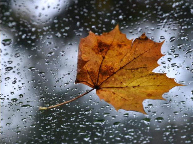 outono-chuva-folha-110524