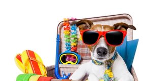 Incluir os animais de estimação na viagem requer planejamento