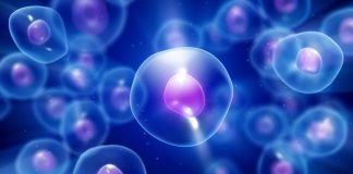 Tratamento experimental com células-tronco ajuda a controlar epilepsia grave