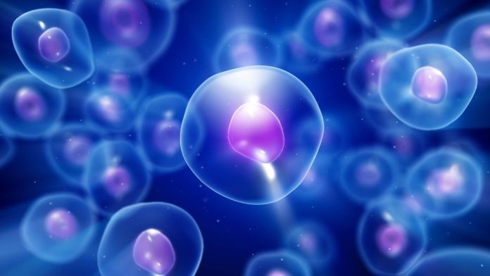 Tratamento experimental com células-tronco ajuda a controlar epilepsia grave Tratamento experimental com células-tronco ajuda a controlar epilepsia grave