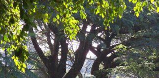 Cemitério Vila Formosa é a quarta maior área verde de SP