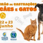 Botucatu: Prefeitura realizará mutirão de castração gratuita para cães e gatos