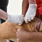 Botucatu: VAS aplicará vacinas antirrábicas em cães e gatos no próximo domingo, 16