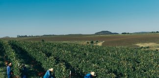 Como a Salton zerou o uso de herbicidas em vinhedos próprios