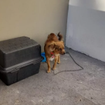 Reincidência em maus-tratos em Botucatu: Tutor é preso na Vila Nossa Senhora de Fátima