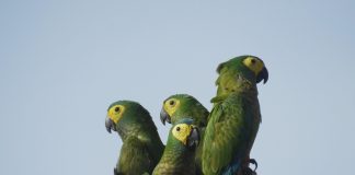 Animais silvestres são vistos em áreas do Grupo BBF