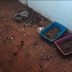 Casal é preso por pichações e maus-tratos contra animais em Botucatu