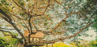 Novo Jogo mobile combina aventura e cuidado de animais