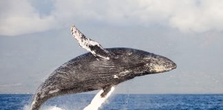 Ecoturista é um amante da natureza que contempla a beleza do local
